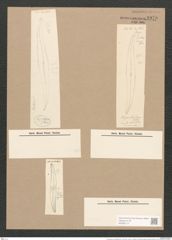 Pleurosigma var. kuetzingii Grun. (de-Toni-Nr.: Genus 13, Species 1076) Zeichnungen Sammlung Grunow Nr. 1970 (NHMW-BOT-W0369114)